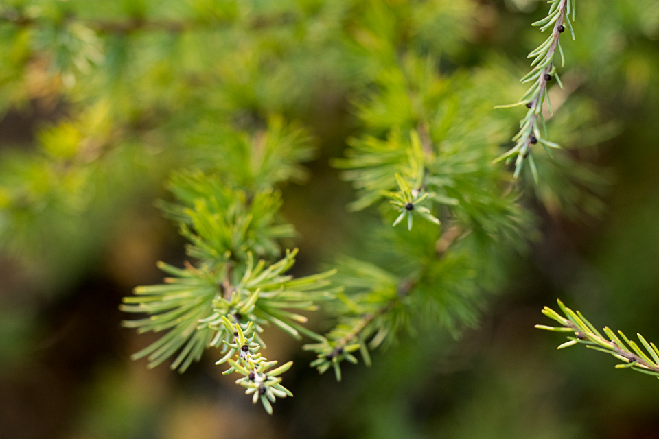 Maine pine branches close up